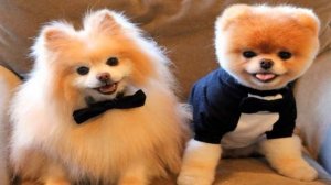 ТОП 10 САМЫХ МАЛЕНЬКИХ ПОРОД СОБАК В МИРЕ.