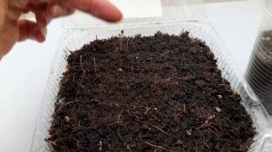 Всхожесть семян лаванды. Дайте им второй шанс