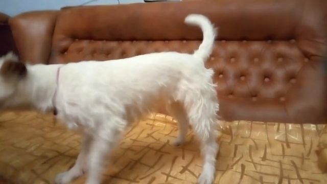 Учим кувырок через голову смотреть онлайн