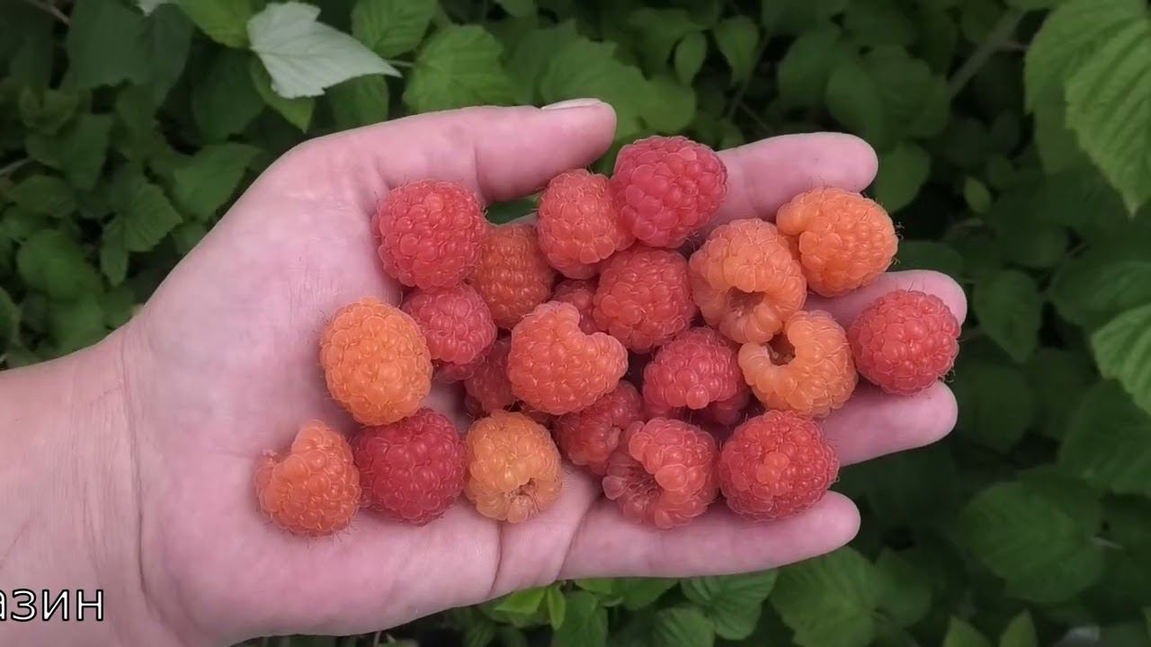 ЗЛАТА ЕСЕНА малина тутаймер смотреть онлайн