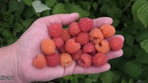 ЗЛАТА ЕСЕНА малина тутаймер