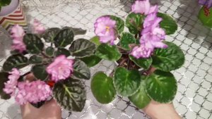 Обзор цветущих фиалок. Фиалки у Алисы.