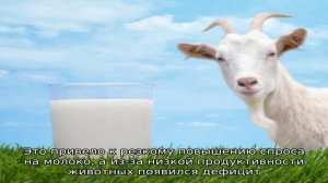 Козье молоко - польза и вред
