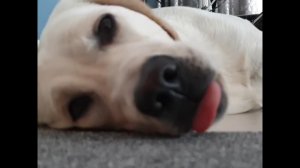 Лабрадор и лень!!!