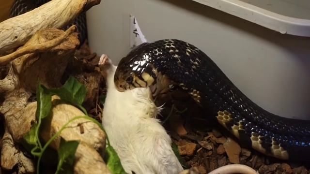 대빵이 탈피 후 2주만에 첫 피딩 (Naja melanoleuca - Forest cobra - feeding ) смотреть онлайн