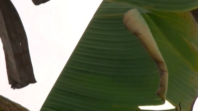 Marchitamiento por Fusarium. oxysporum f. sp. cubense FOC R4T (Sintomatoligía) смотреть онлайн