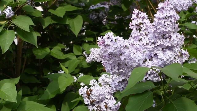 СИРЕНЬ 5 Футаж смотреть онлайн