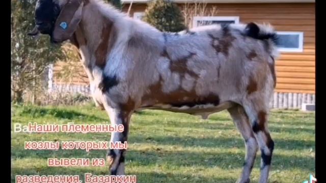 Англо нубийские козлы, выбывшие из разведения.#англонубийскиекозы #козы