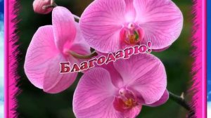 Никогда не говорите Спасибо! И вот почему…
