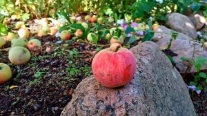 Диктант по русскому языку 8 класс с проверкой