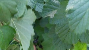 Биг Бен сладкий сорт чёрной смородины