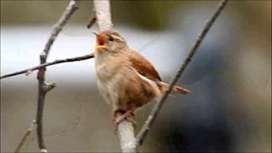 Весна. Природа. Пение птиц в саду для отдыха и сна