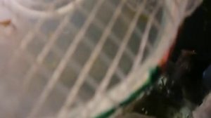 Аквариумистика.Разведение микрорасборы галактики(Microrasbora sp. Galaxy ,Danio Margaritatus)