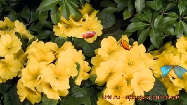 Примула высокая Пиано Йеллоу (primula) ? обзор: как сажать, рассада примулы Пиано Йеллоу смотреть онлайн