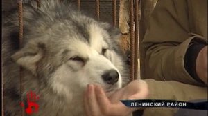 Породистых собак отравили крысиным ядом