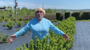 Тач оф Пинк гортензия для южного региона