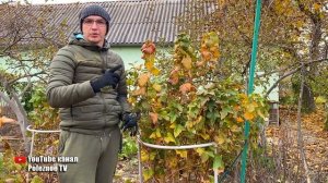 Смородина осенью. Правильная обрезка повысит урожай даже на старых кустах