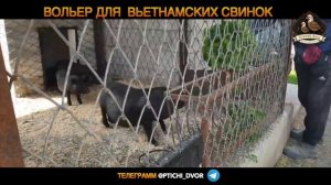 Вьетнамские поросята в новом вольере. Хитрости и кастрирование.