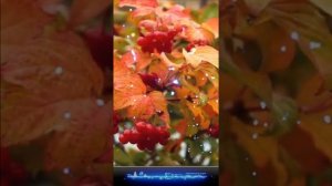 "Мы с вами разные" - романс на стихи Марины Цветаевой.  Музыка и вокал -  Ирина Белякова