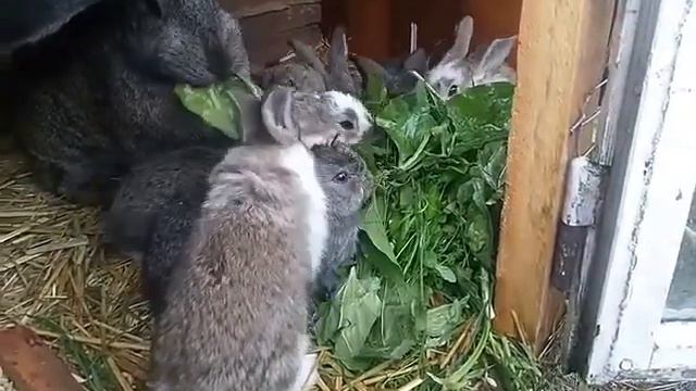 #малеча підростає#люблю за ними спостерігати#кролики смотреть онлайн