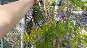 Удобрили клубнику🍓 Я ТВОЁ УДОБРЕНИЕ Высадили тыкву🌱 Надеюсь на петунию🥀🌺🌸 Красотки везде с на