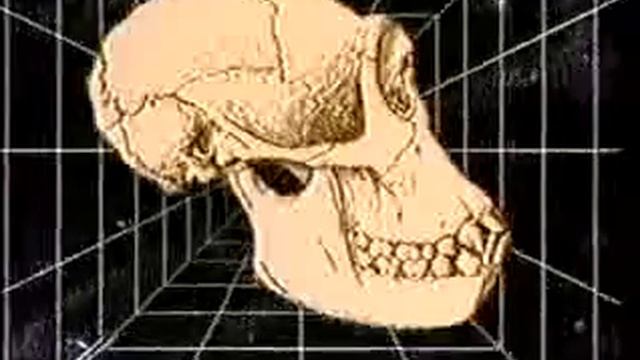 Эволюция человека (с переводом)
