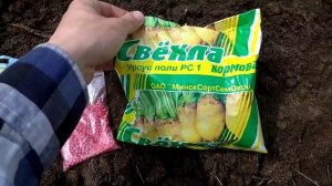 Обзор хозяйства в мае. Породные куры. Утки растут. Сею кормовую свеклу.