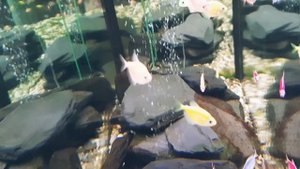 Яркие рыбки в аквариуме #рыбки #рыбкиваквариуме #aquariumfish