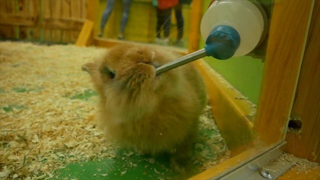 Мини-Мисс, Топ вафли, Кошки-мышки, Зоопарк и Шоколадное печенье в одном видео Алисы смотреть онлайн