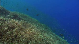 PLANET OCEAN [EN] Extract - Coral