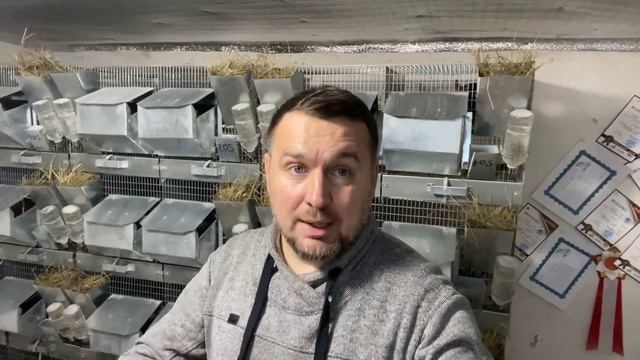 РЕПУТАЦИЯ ШИНШИЛЛОВОДСТВА В РОССИИ | СЕЛЬСКОЕ ХОЗЯЙСТВО