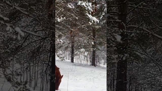 Небольшой обзор наших коней. Как думаете почему назвали коня Василёк?? смотреть онлайн