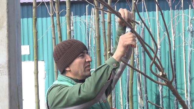 Посадка деревьев в контейнеры
