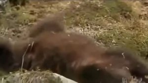 Страшные моменты дикие животные/ Охота ЗЕБРА Львов