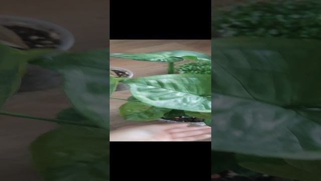 Невероятно красивые Сингониумы