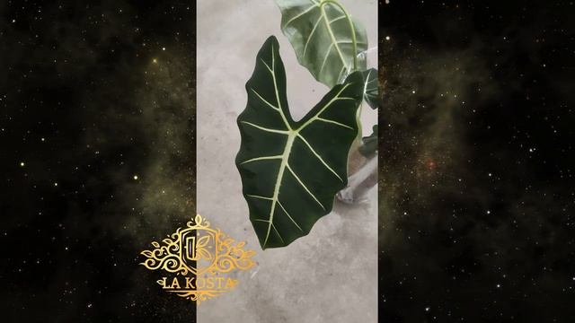 Алоказия Мишолитциана Мишольтца Фрайдек Грин Вельвет 2 смотреть онлайн