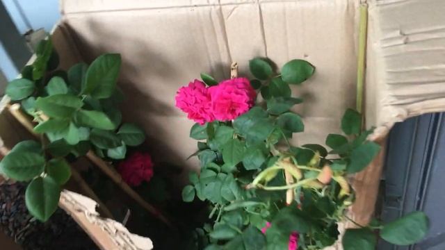 Розы Дэвида Остина. Новые, цветущие розы??? из Подворья. Сорта остинок.