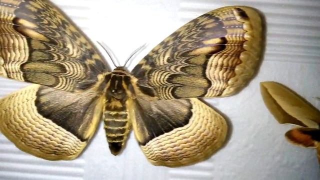 Мотылёк неправильно назван. Отличия дневных от ночных. смотреть онлайн