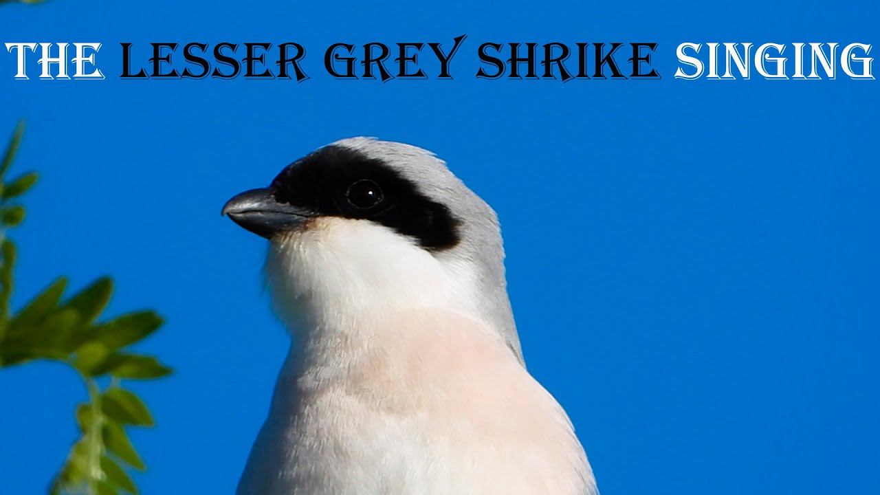Пение Чернолобого Сорокопута / Lesser grey shrike singing смотреть онлайн
