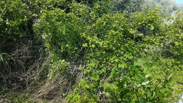 Yat Yt 5309 elektrikli Çitleri Temizledik ve Test Ettik Sonuç Başarılı смотреть онлайн