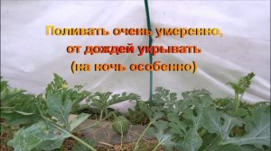 Как ухаживать за арбузом в открытом грунте Московская область Восток часть 3