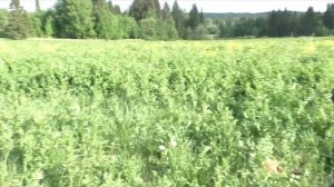 Копаем золотые  монеты, Ищем клад , Новые Ляды Пермский Край 2016 июнь