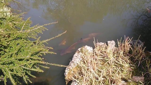 Suisse Switzerland Genève Швейцария Женева ботсаду рыба botanique botanic garden parc fish poisson смотреть онлайн