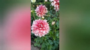 Георгин Фрост Нип. Георгин Frost Nip. Описание сорта. Крупноцветковые георгины