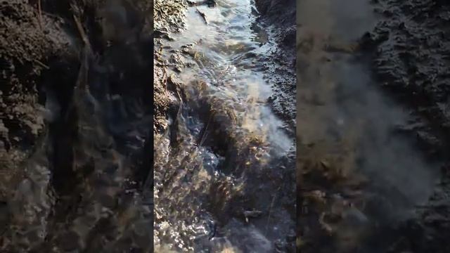 Вода! Очищенный родник в селе Петровка. Водичка,Живительная влага ! Чистенькая водичка!