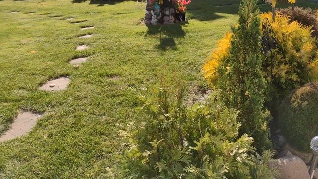 Мой питомник.Туи с декоративной хвоей. Их характеристики, цены, использование в ландшафтном дизайне смотреть онлайн