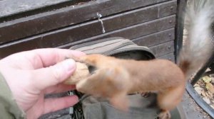 Забавная белка опять меня укусила