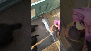 Щенки восточно европейской овчарки 1 месяц