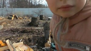 Всемирный день древесины. как расколоть #бревно пополам и вытащить застрявший #клин