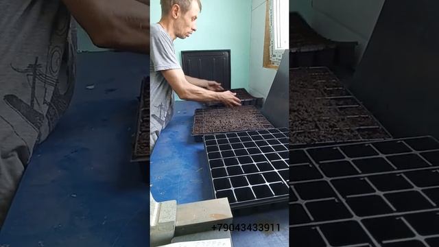 кассета под рассаду, 64-ф. кубик, как правильно выбрать толщину кассеты, #кассетнаярассадаклубники